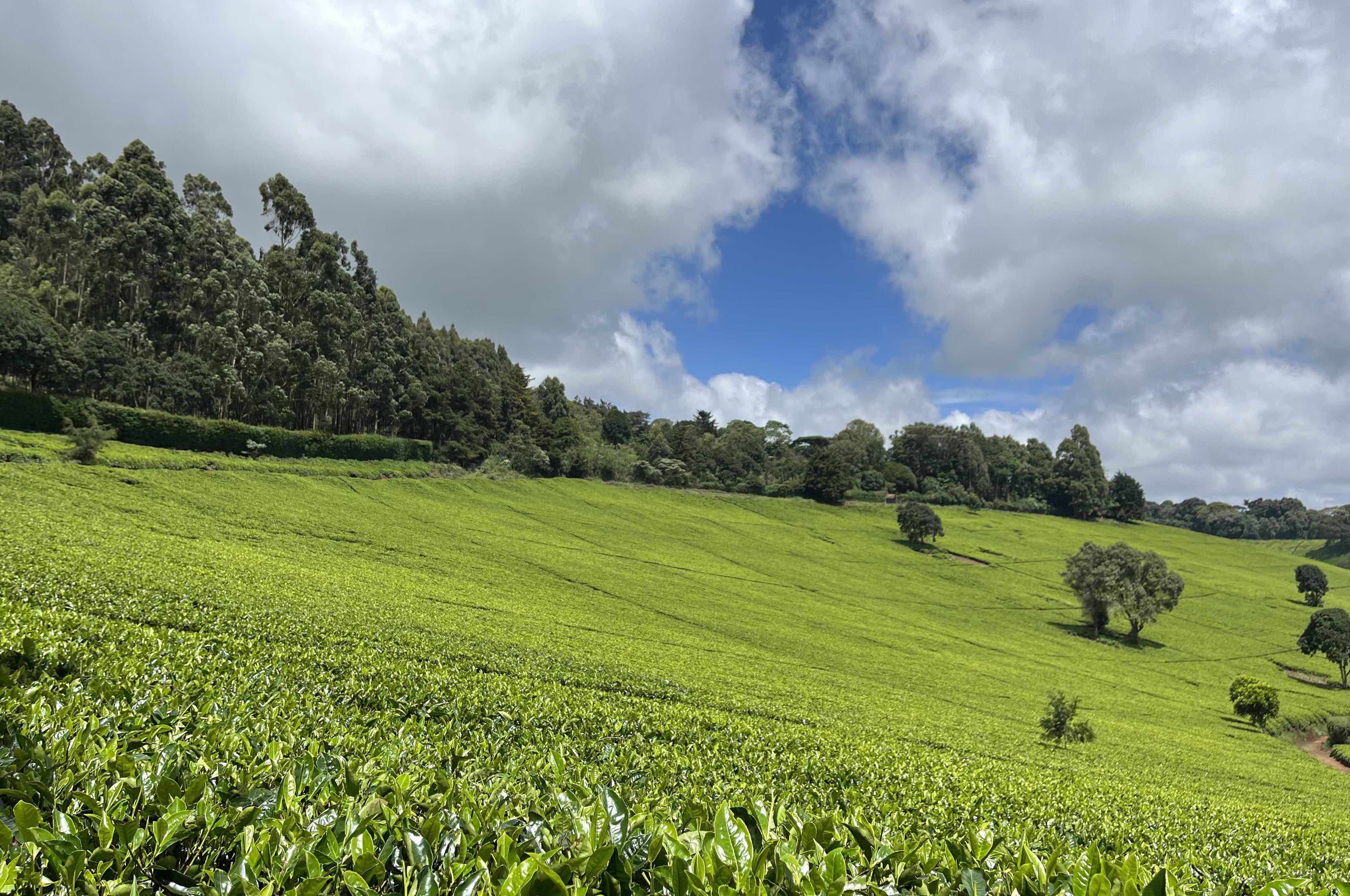 tea_farm